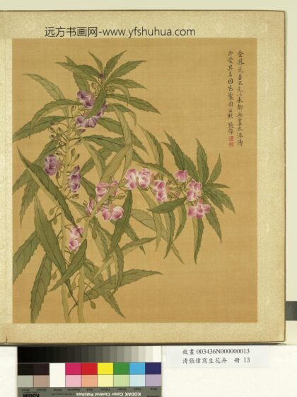 清张伟写生花卉册金凤花.jpg