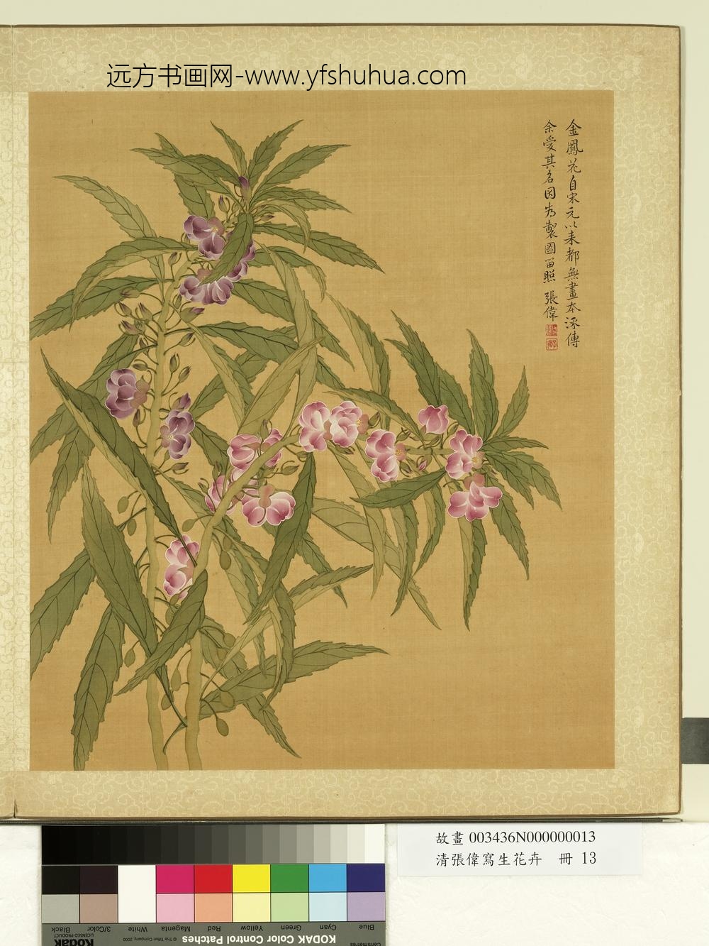 清张伟写生花卉册金凤花