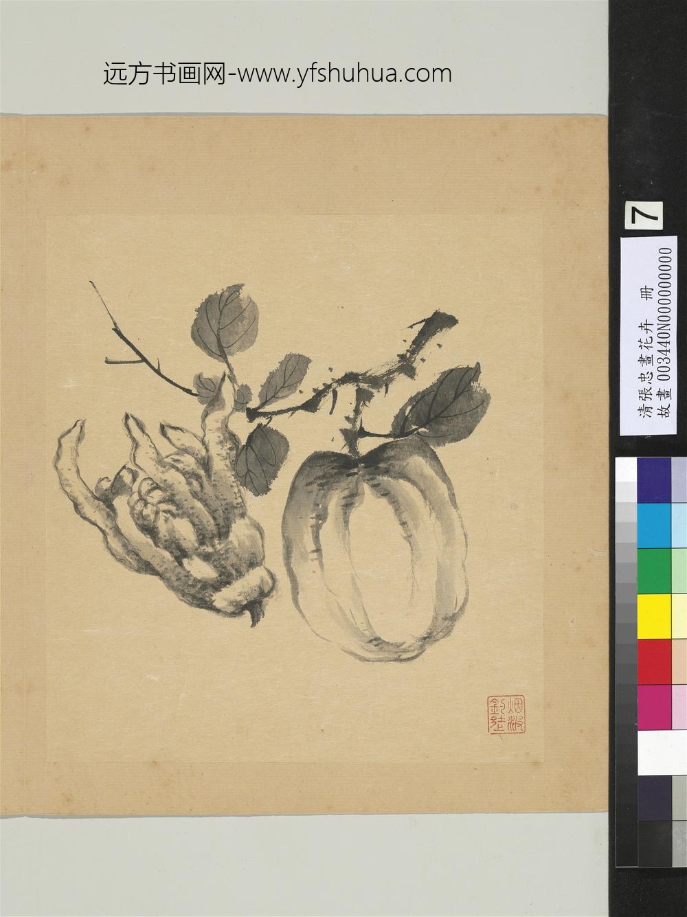 清张忠画花卉册佛手