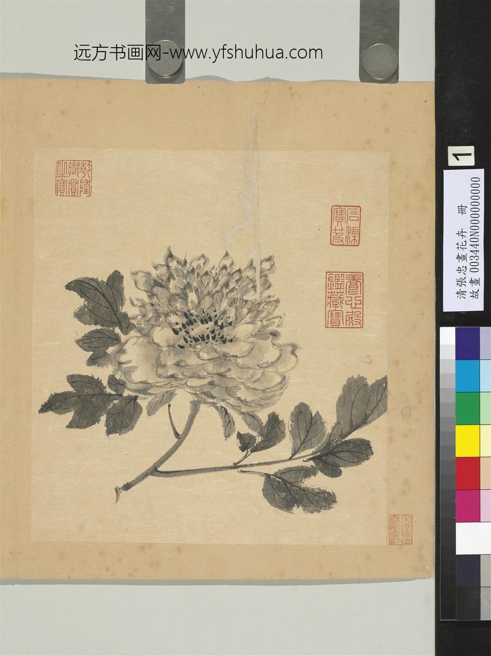 清张忠画花卉册牡丹