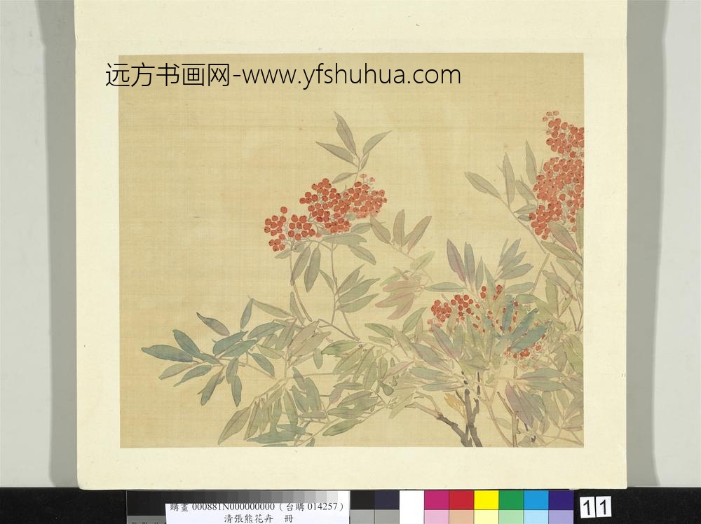 清张熊花卉册册天竺