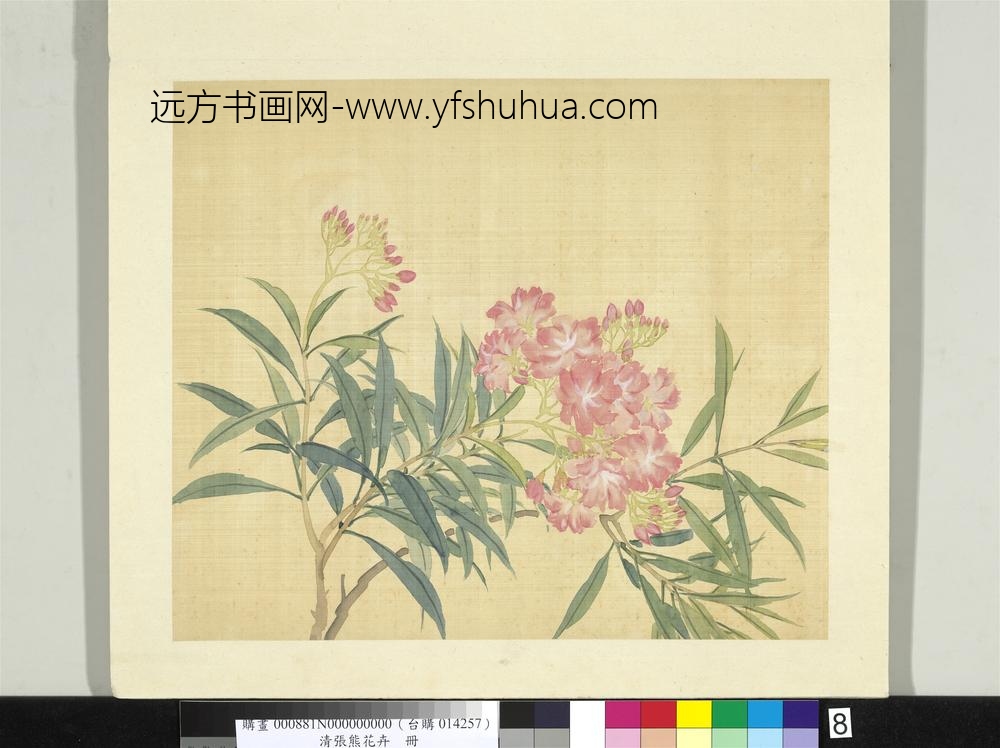 清张熊花卉册册夹竹桃