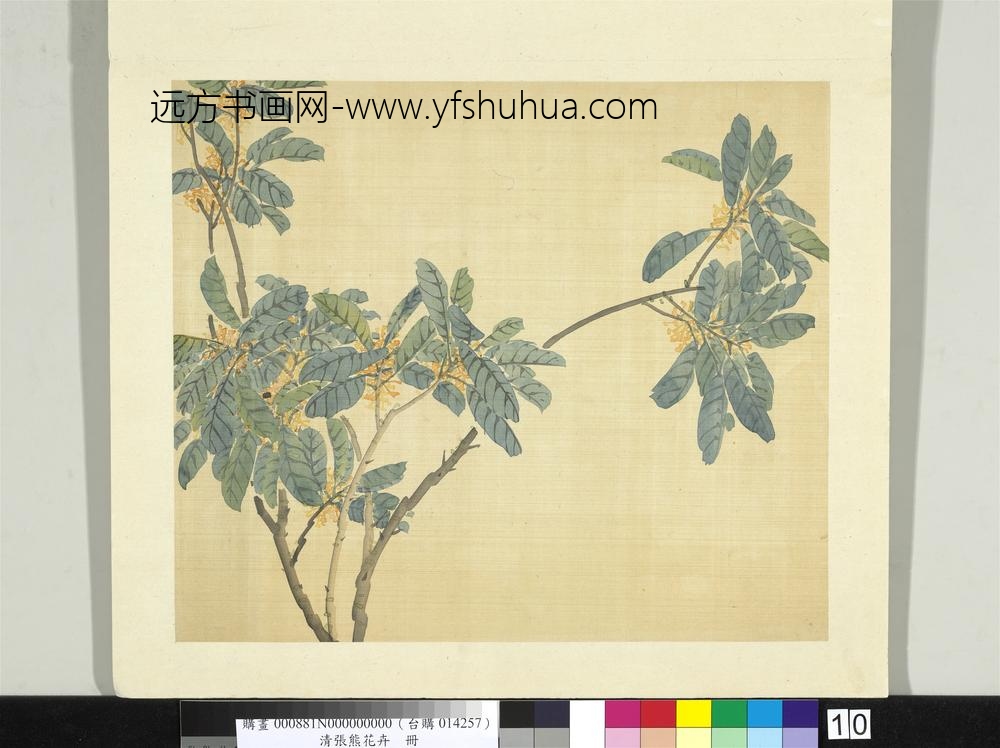清张熊花卉册册桂花