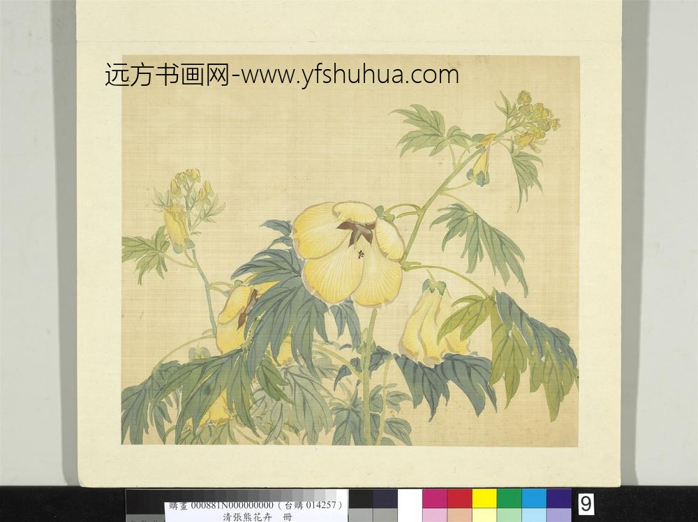 清张熊花卉册册秋葵