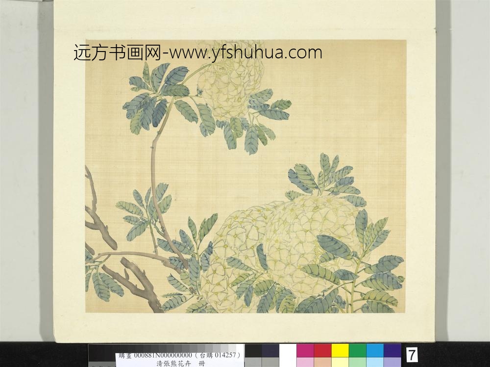 清张熊花卉册册绣球
