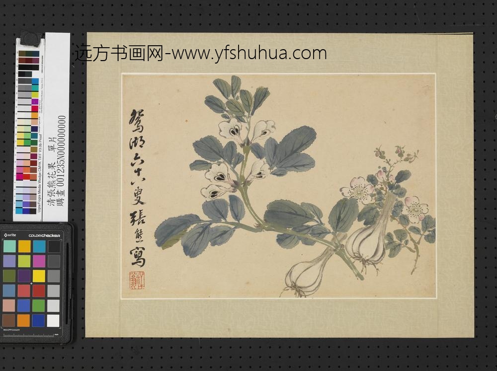 清张熊花果单片