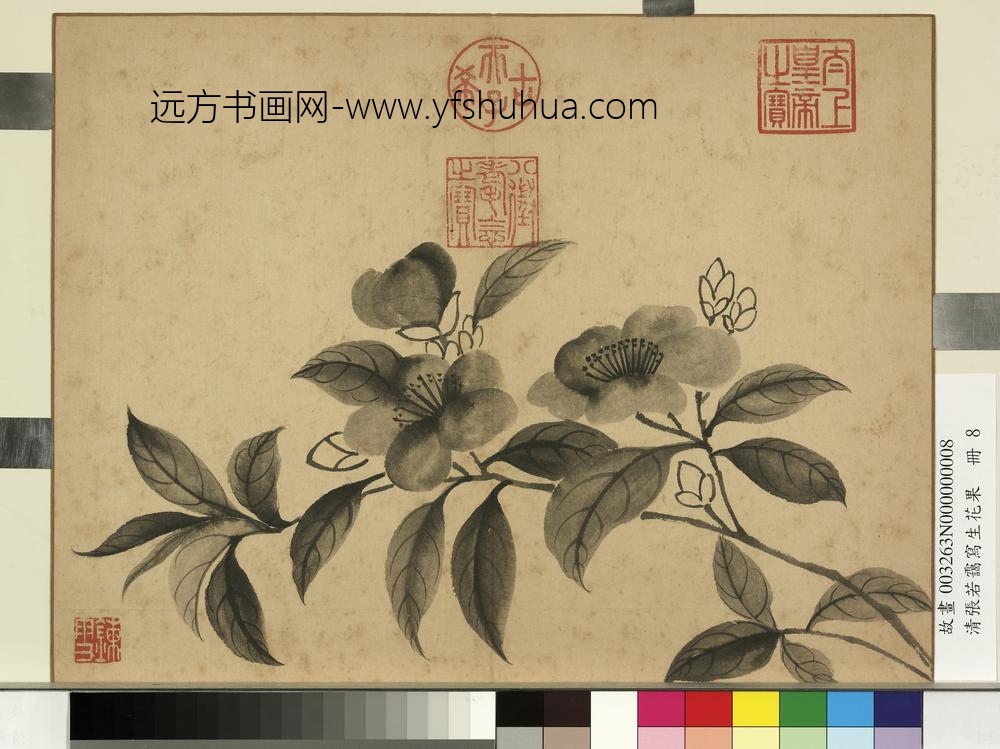 清张若霭写生花果册山茶