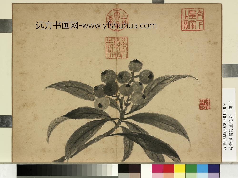 清张若霭写生花果册枇杷