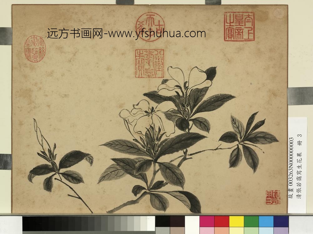 清张若霭写生花果册栀子