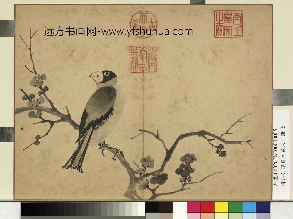 清张若霭写生花果册梅花蜡嘴