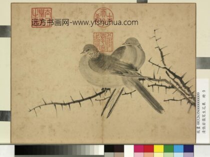 清张若霭写生花果册棘针白鸽.jpg