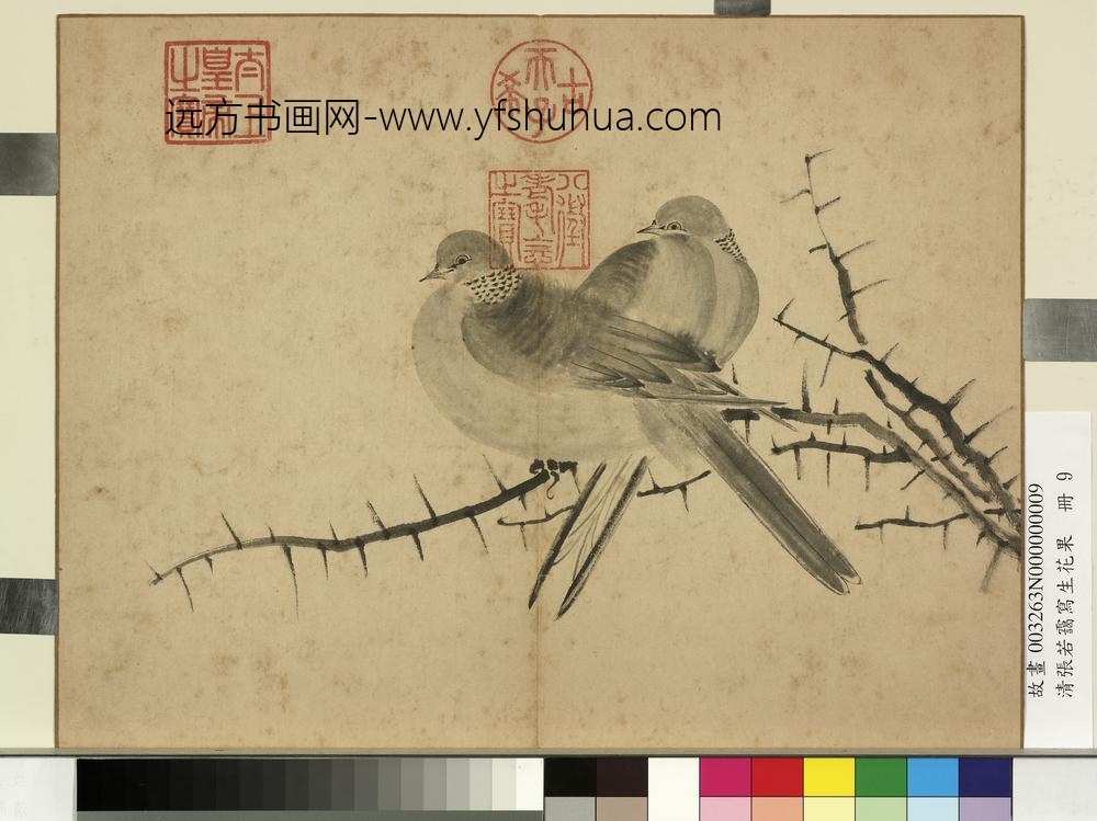 清张若霭写生花果册棘针白鸽