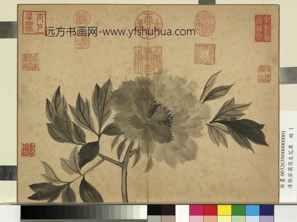 清张若霭写生花果册牡丹