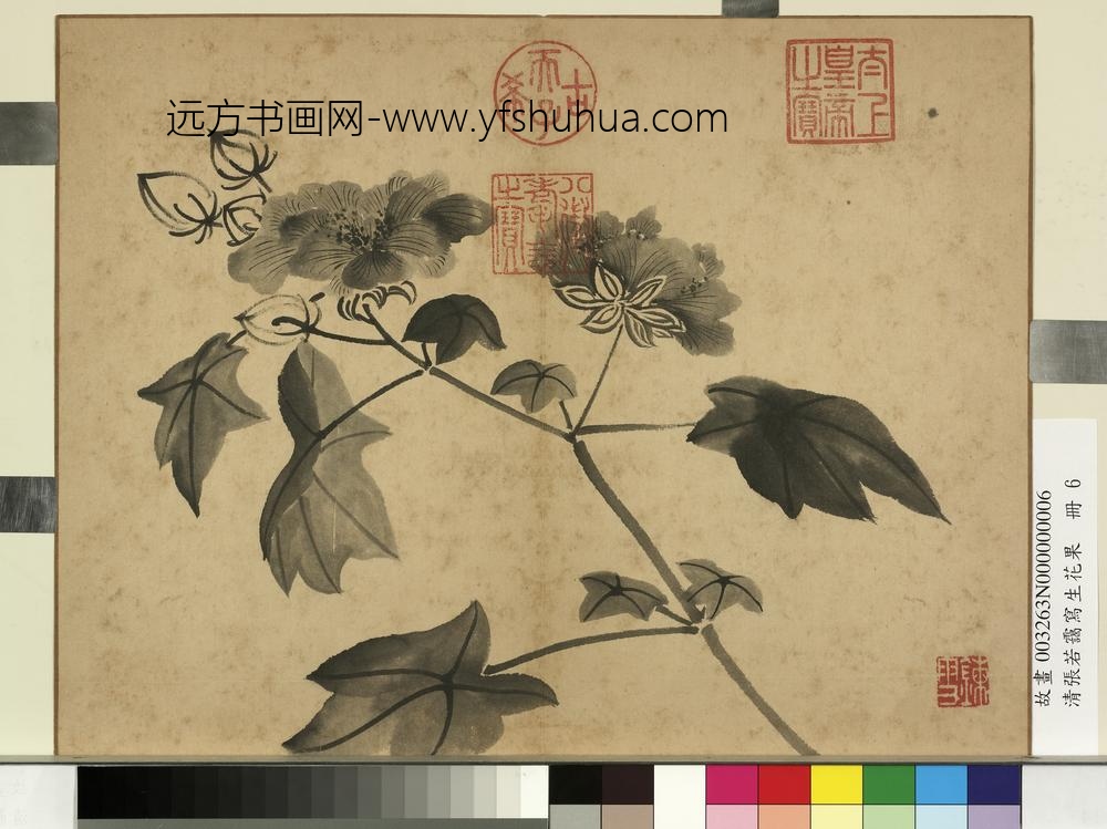 清张若霭写生花果册秋葵