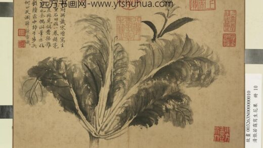 清张若霭写生花果册菘.jpg