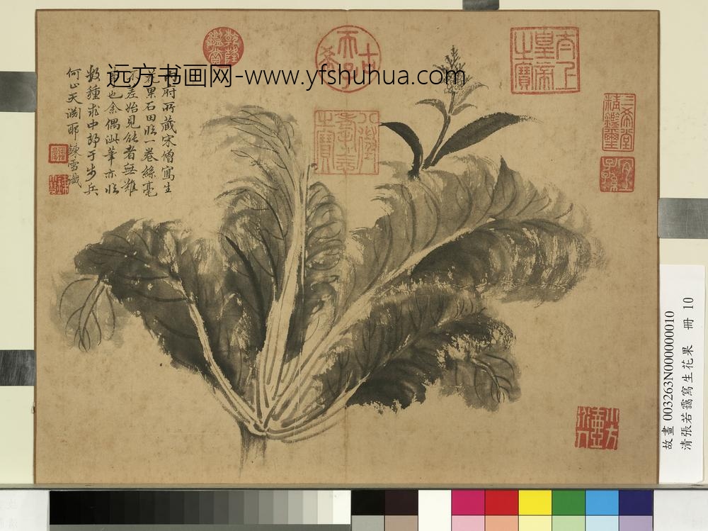 清张若霭写生花果册菘