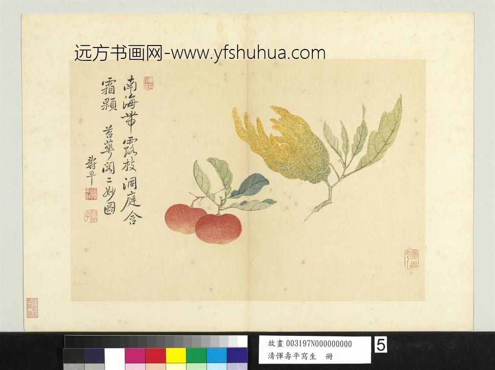 清恽寿平写生册佛手朱橘