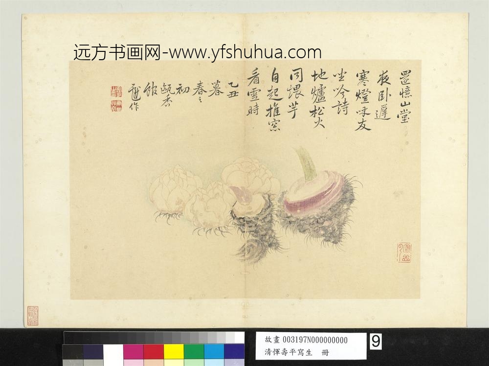 清恽寿平写生册百合芋魁