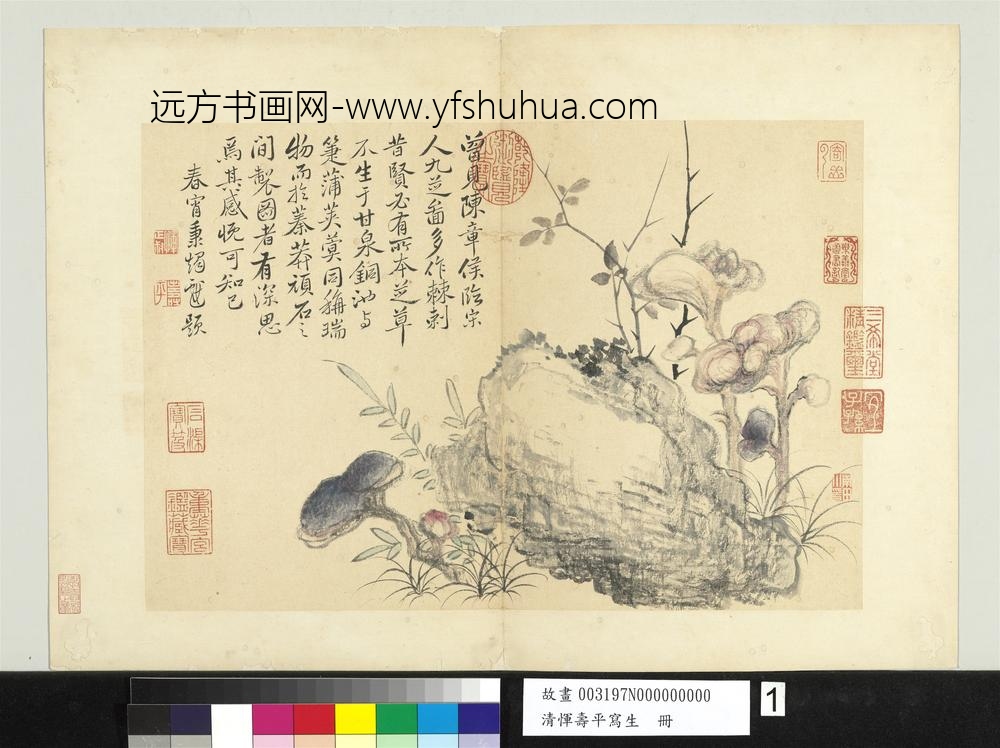 清恽寿平写生册芝草