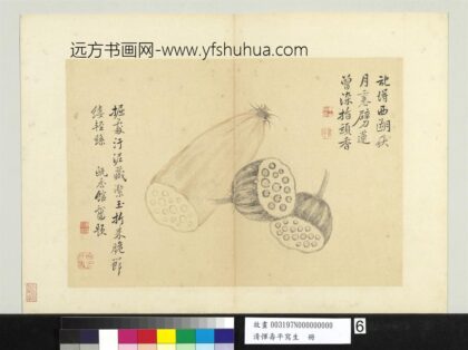 清恽寿平写生册莲藕.jpg