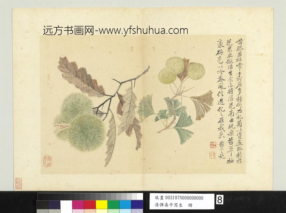 清恽寿平写生册银杏栗房