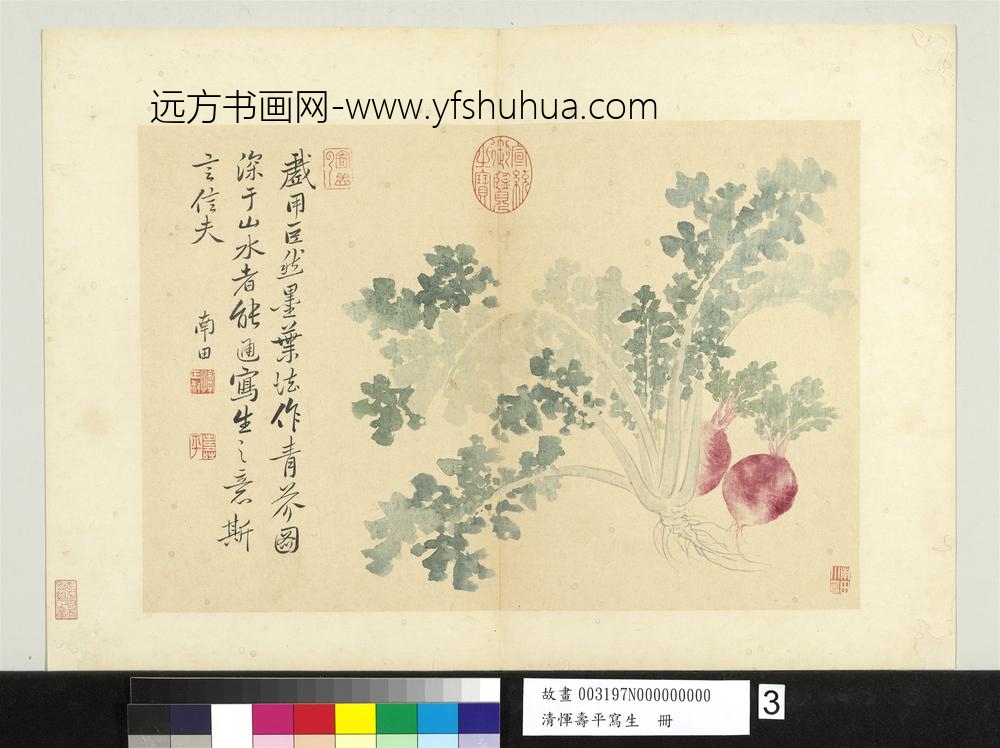 清恽寿平写生册青芥