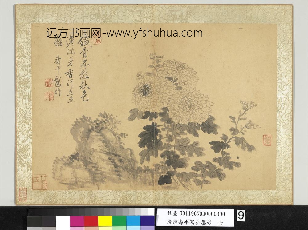 清恽寿平写生墨妙册菊花