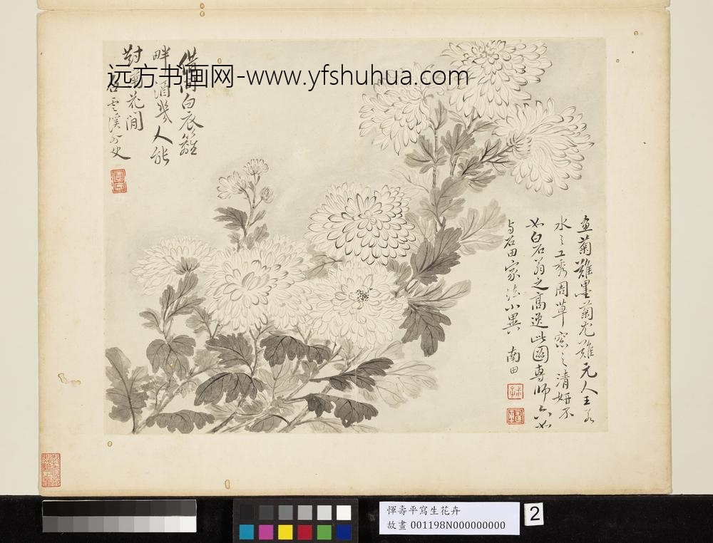 清恽寿平写生花卉册墨菊