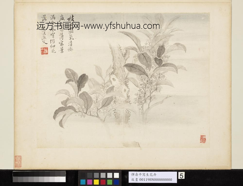 清恽寿平写生花卉册枝上霜气