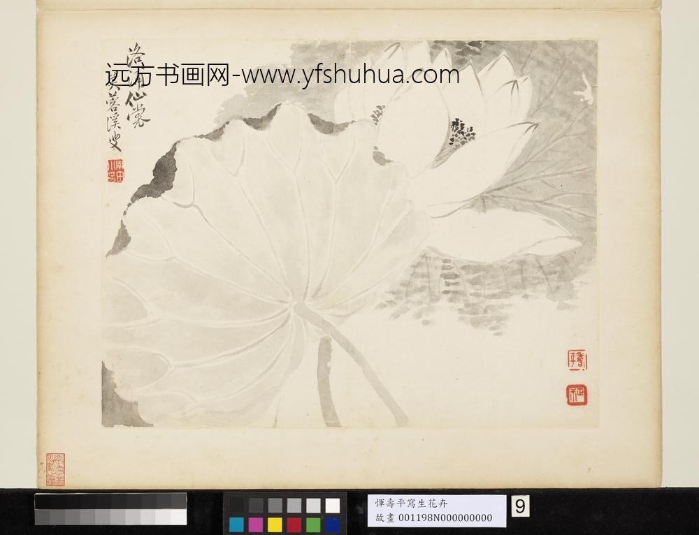 清恽寿平写生花卉册洛浦仙裳