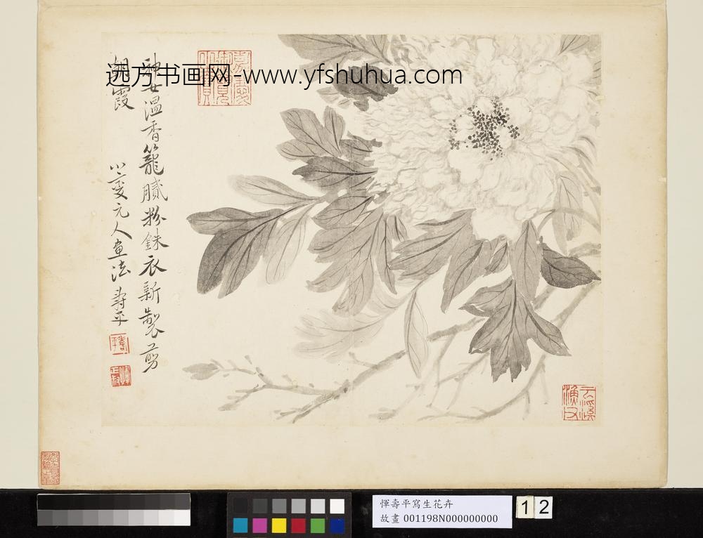 清恽寿平写生花卉册牡丹
