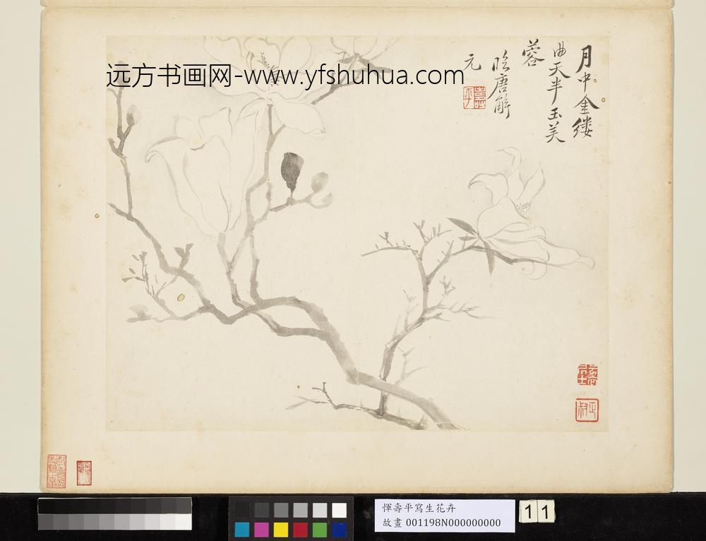 清恽寿平写生花卉册玉芙蓉