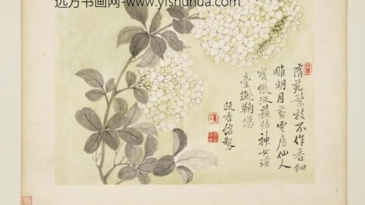 清恽寿平写生花卉册绣球花.jpg