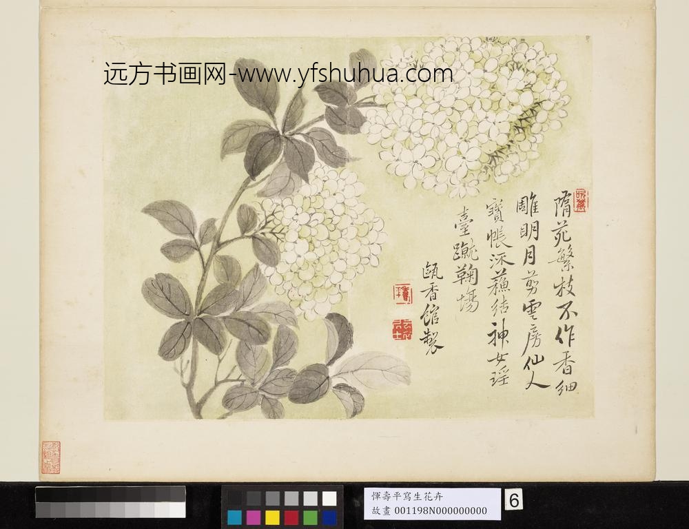 清恽寿平写生花卉册绣球花