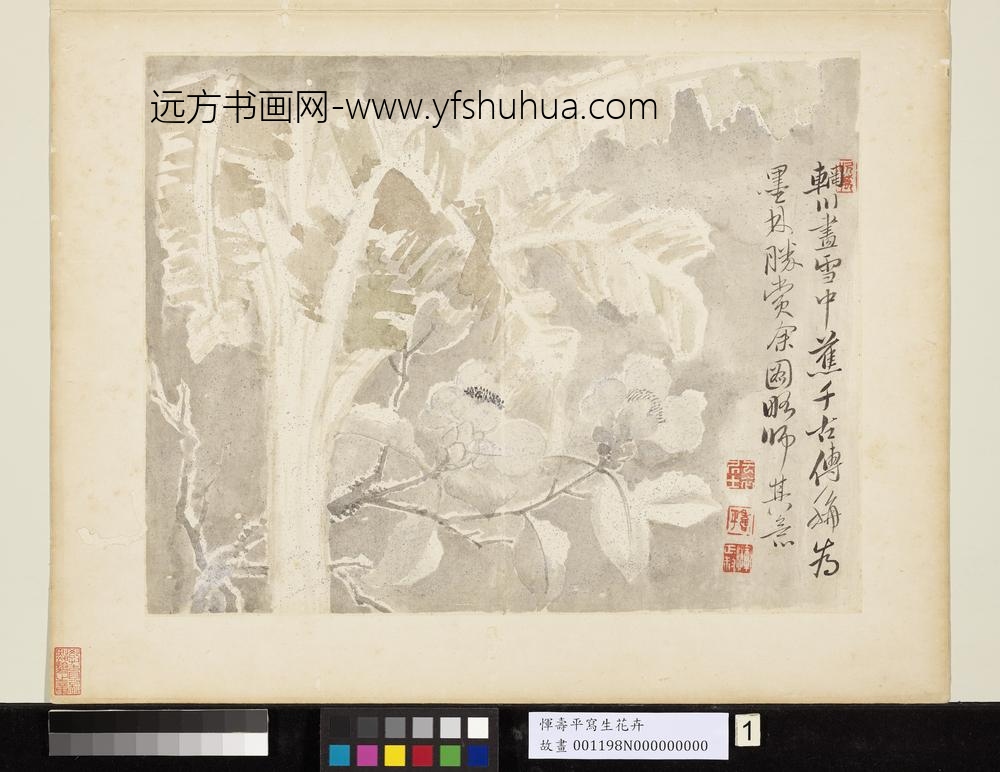 清恽寿平写生花卉册雪中蕉