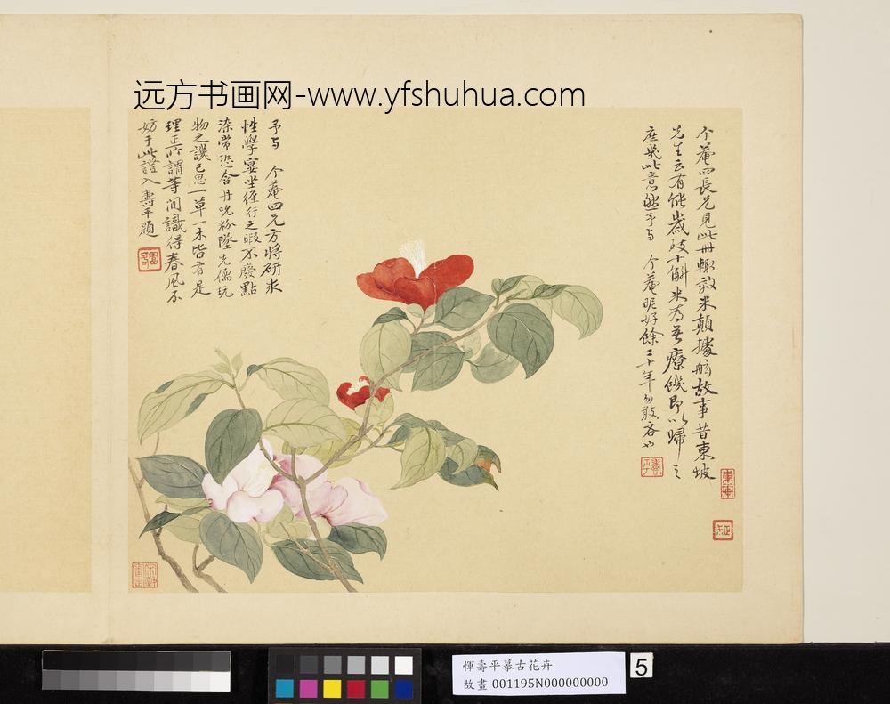 清恽寿平摹古册山茶