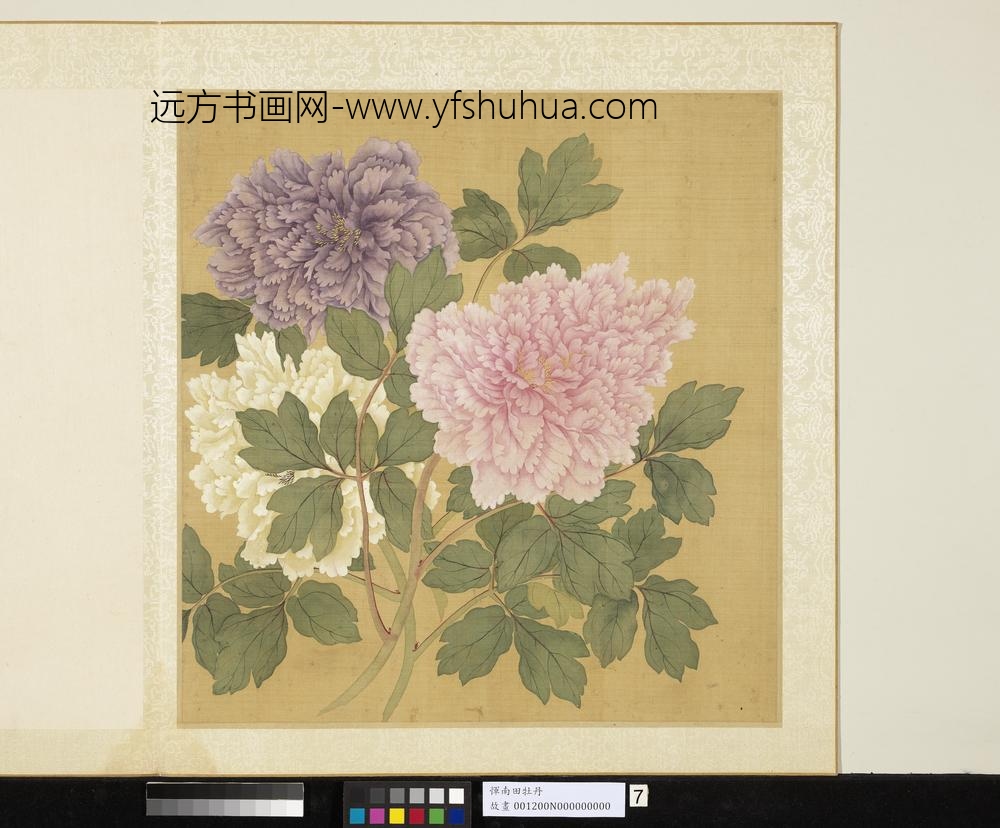 清恽寿平牡丹册牡丹（七）