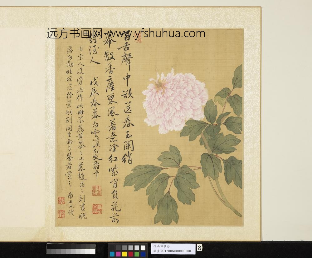 清恽寿平牡丹册牡丹（八）
