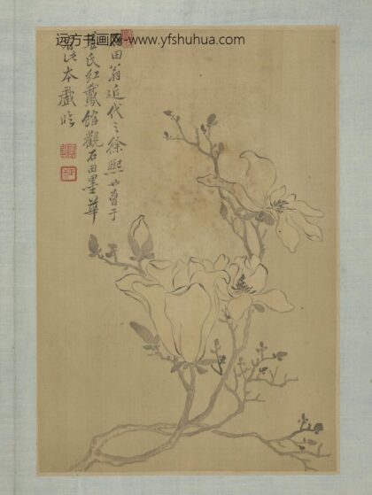 清恽寿平画花卉册木兰.jpg