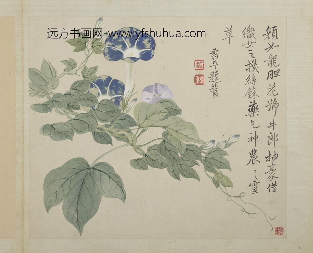 清恽寿平画花卉册牛郎花