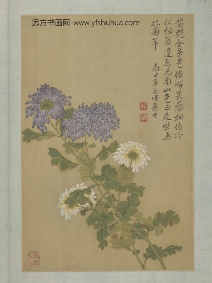 清恽寿平画花卉册菊花.jpg