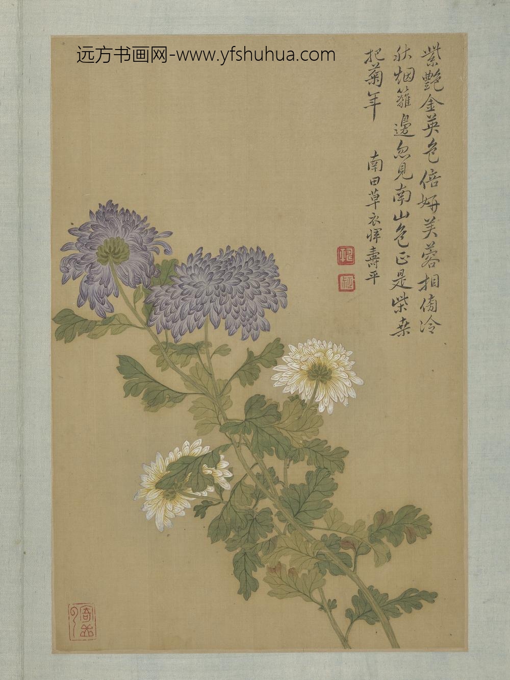 清恽寿平画花卉册菊花