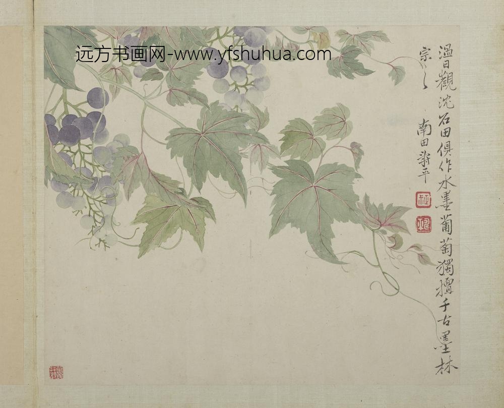 清恽寿平画花卉册葡萄