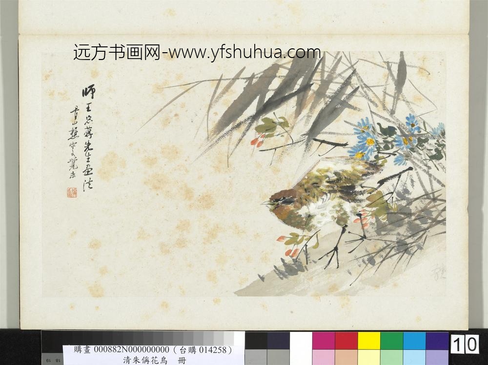 清朱偁花鸟册菊花山鹧