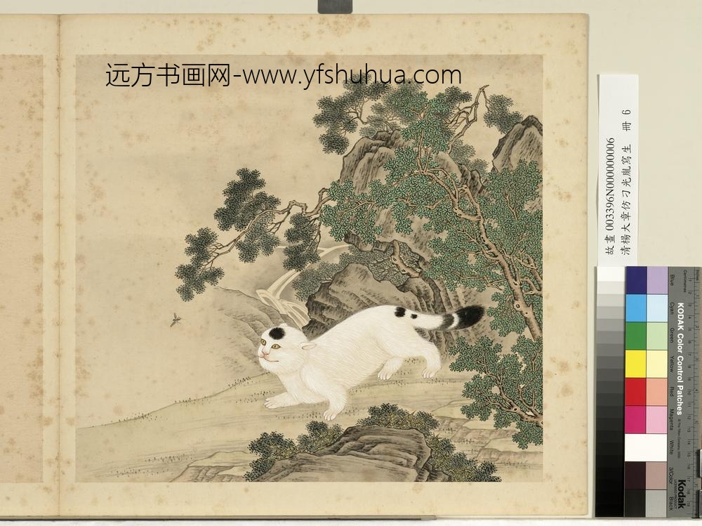 清杨大章仿刁光胤写生册柏木山猫