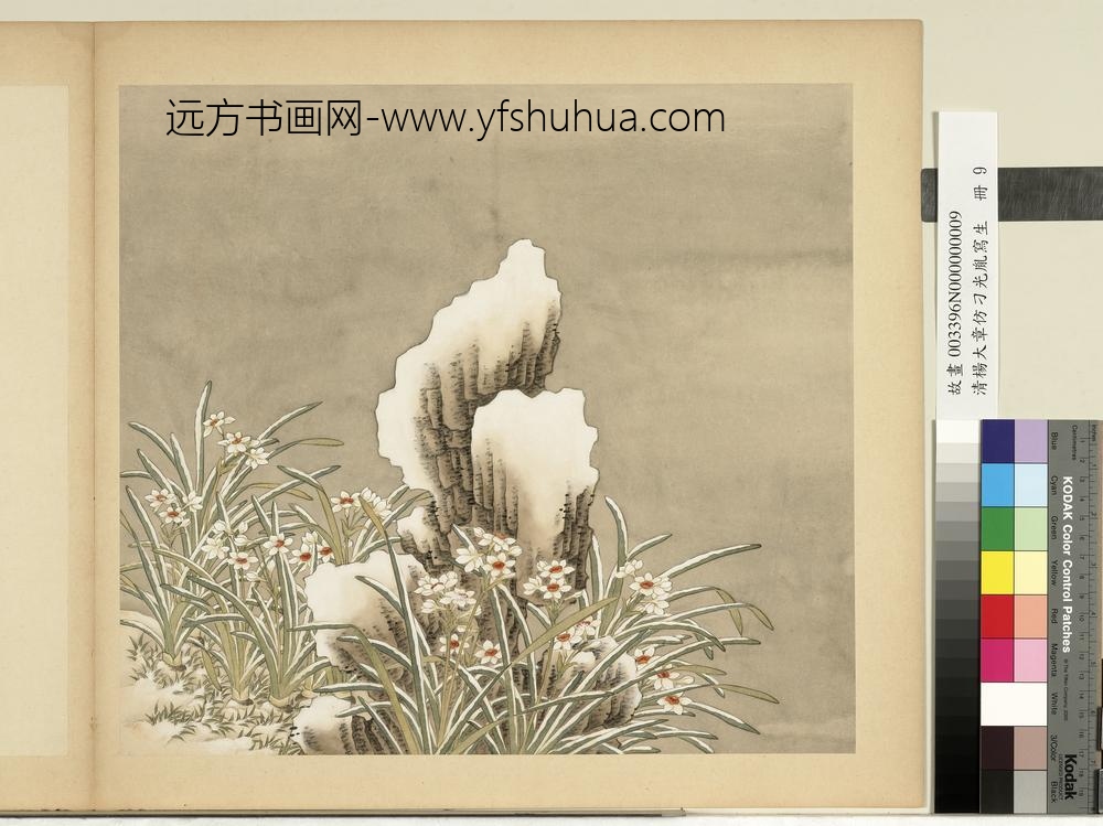 清杨大章仿刁光胤写生册水仙倚石