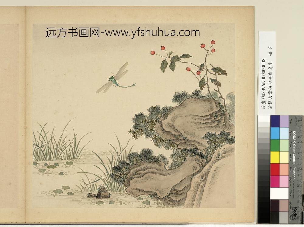 清杨大章仿刁光胤写生册秋塘蜻蜓