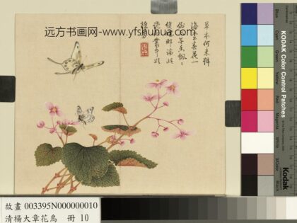 清杨大章花鸟册秋海棠蝴蝶.jpg