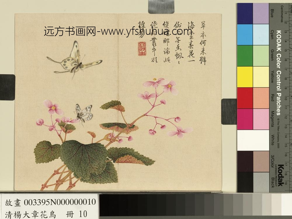 清杨大章花鸟册秋海棠蝴蝶