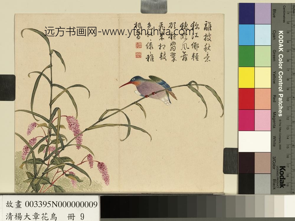 清杨大章花鸟册蓼花翠鸟